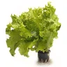 БИО Салат в горшках Московский Россия, ., пакет