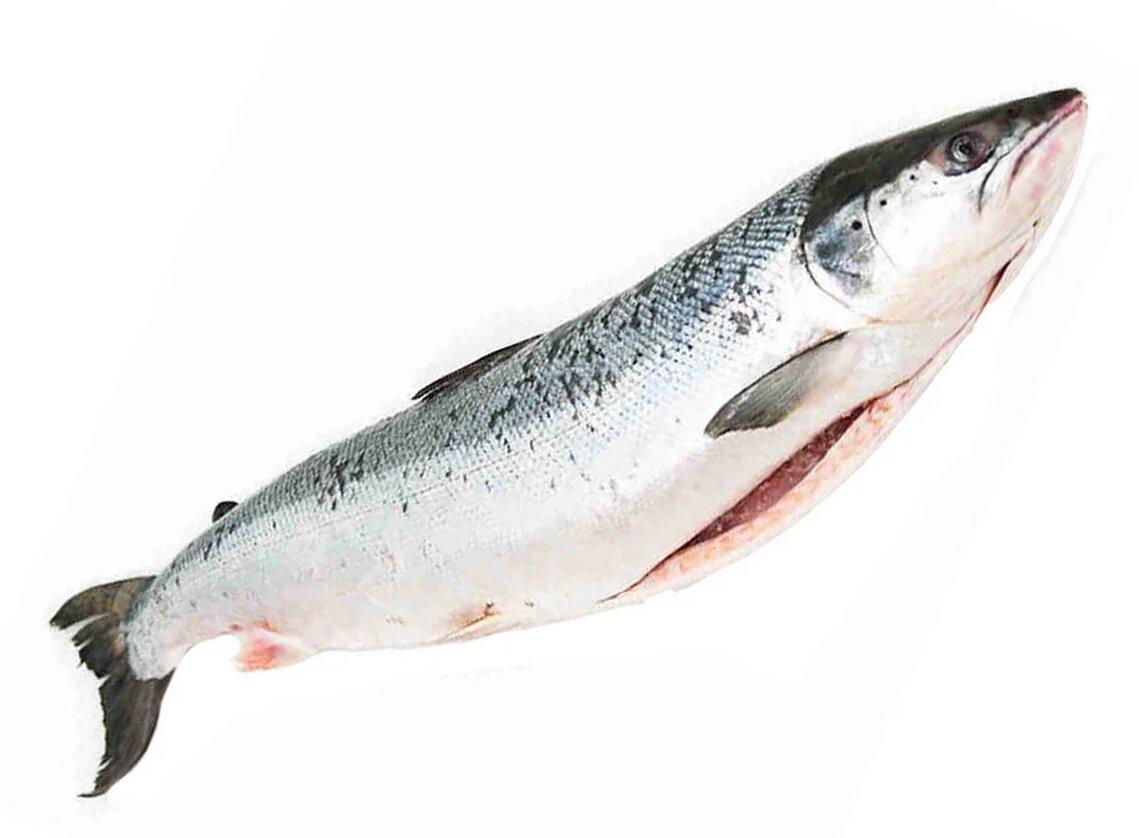 Лосось Salmones Pacific Star псг с/м 5 кг., картон