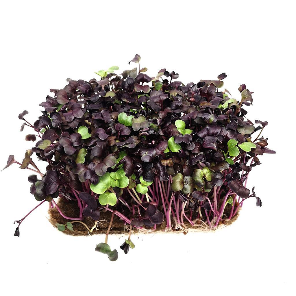 Кресс-сакура Micro Leaves 40 гр., картон