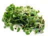 Кресс-базилик зеленый Micro Leaves 40 гр., картон
